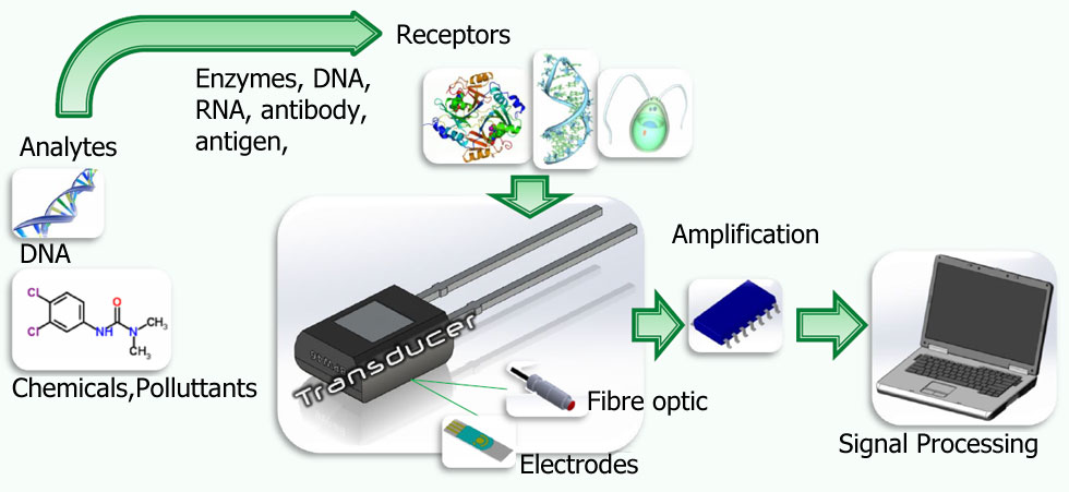  Avances en el desarrollo de biosensores y dispositivos de diagnóstico: la revolución en la detección de enfermedades