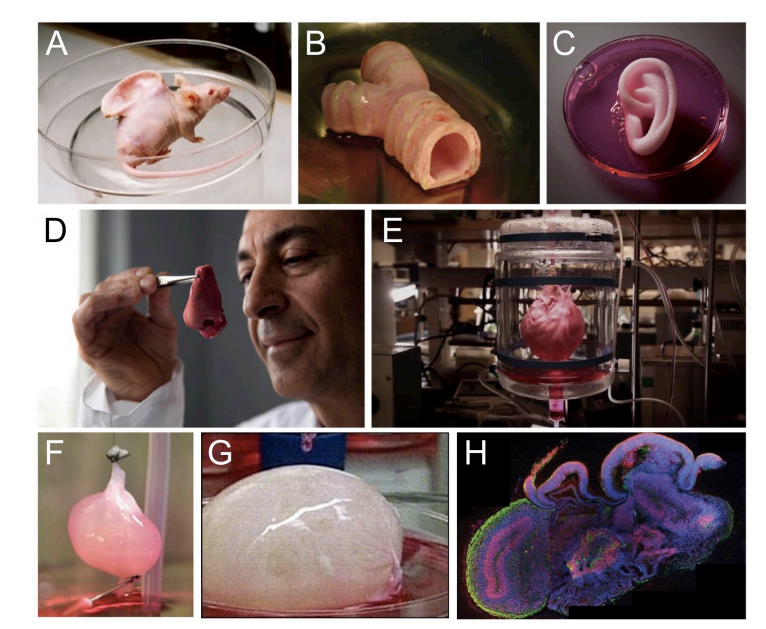 Biomateriales en Medicina Regenerativa